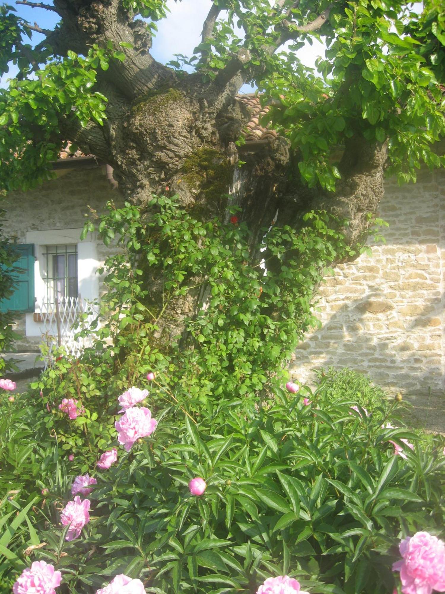 Agriturismo Cascina Serra Cossano Belbo ภายนอก รูปภาพ