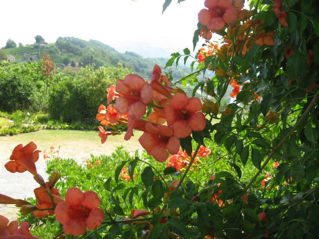 Agriturismo Cascina Serra Cossano Belbo ภายนอก รูปภาพ